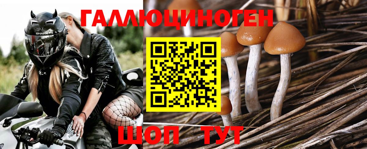 Псилоцибиновые грибы Cubensis Спасск-Дальний